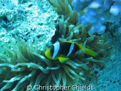 Finding Nemo Annnnnnennnomi Fish by Christopher Shields 